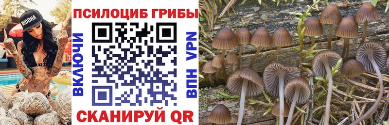 где продают   Новоузенск  Галлюциногенные грибы MAGIC MUSHROOMS 